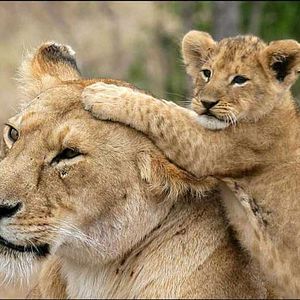 Bilder Animals In Love