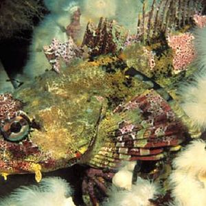 Bilder IMAX: Wunder der Tiefe 3D