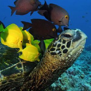 Bilder IMAX: Wunder der Tiefe 3D