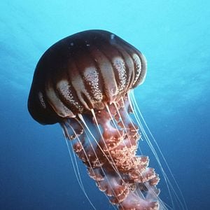 Bilder IMAX: Wunder der Tiefe 3D