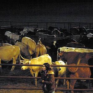 Bilder Fast Food Nation