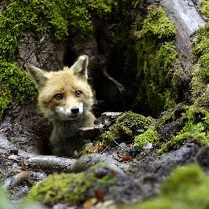 Bilder Der Fuchs und das Mädchen
