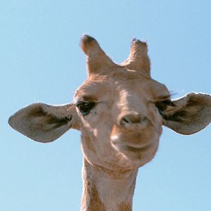 Bilder Mario Andreacchio