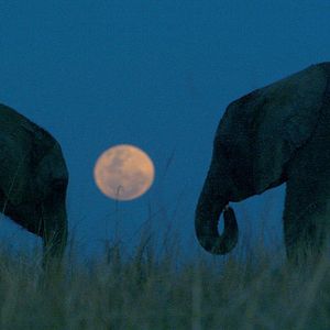 Bilder Mario Andreacchio