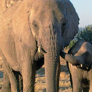 Bilder Mario Andreacchio