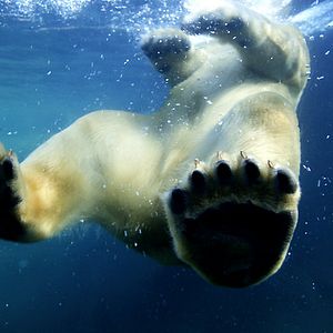 Bilder Unsere Erde - Der Film