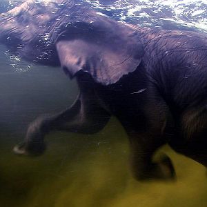 Bilder Unsere Erde - Der Film