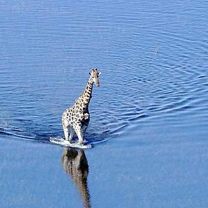 Bilder Unsere Erde - Der Film