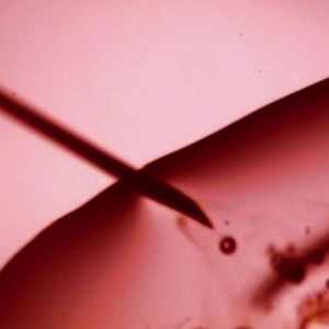 Bilder Frozen angels