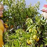 Bilder SommerHundeSöhne