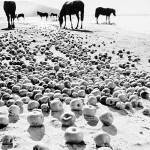 Bilder Andreï Tarkovsky