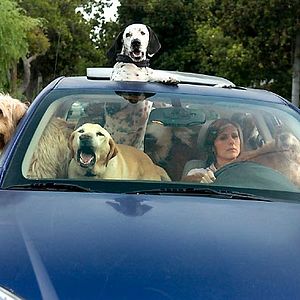 Bilder Das Jahr des Hundes