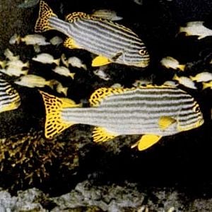 Bilder Schweigende Welt