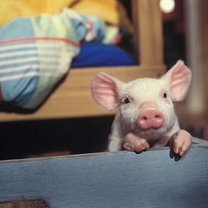 Bilder Rennschwein Rudi Rüssel 2