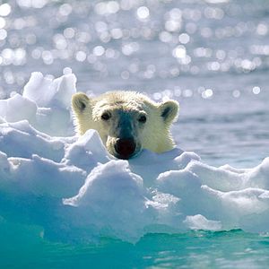 Bilder Königreich Arktis