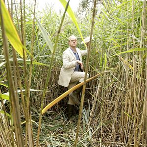 Bilder Ein fliehendes Pferd