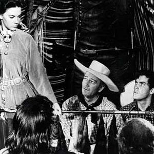 Bilder Der Schwarze Falke