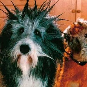 Bilder Jeannot Szwarc