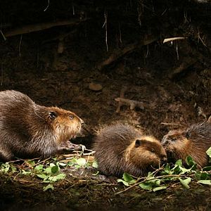 Bilder Philippe Calderon