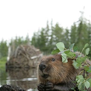 Bilder Philippe Calderon