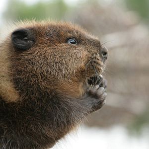 Bilder Philippe Calderon