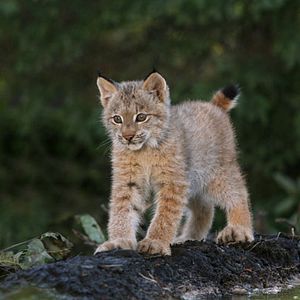 Bilder Philippe Calderon