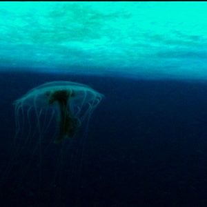 Bilder The Wild Blue Yonder