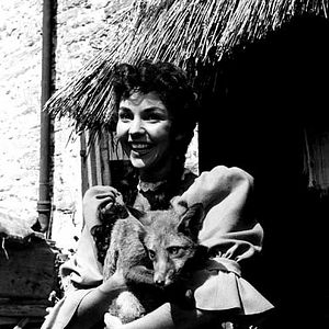 Bilder Die schwarze Füchsin