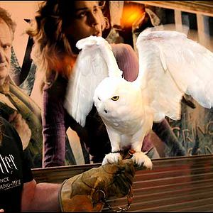 Bilder Harry Potter und der Halbblutprinz