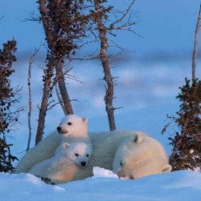 Bilder Knut und seine Freunde