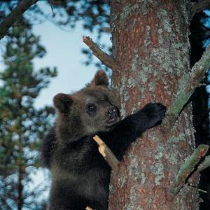 Bilder Knut und seine Freunde
