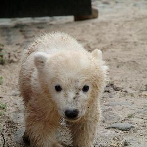 Bilder Knut und seine Freunde