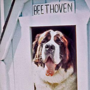 Bilder Ein Hund namens Beethoven
