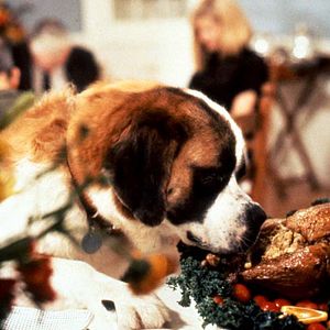 Bilder Ein Hund namens Beethoven