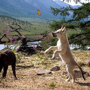 Bilder Der Junge und der Wolf