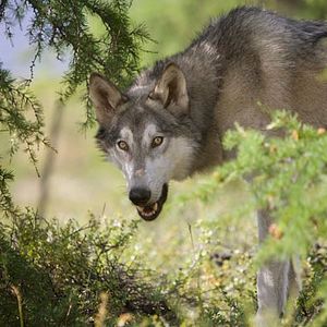 Bilder Der Junge und der Wolf