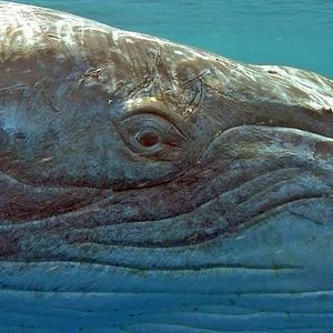 Bilder Jean-Jacques Mantello