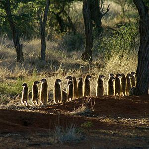 Bilder Wächter der Wüste