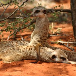 Bilder Wächter der Wüste