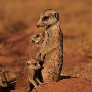 Bilder Wächter der Wüste