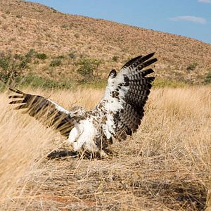 Bilder Wächter der Wüste