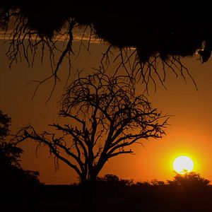 Bilder Wächter der Wüste