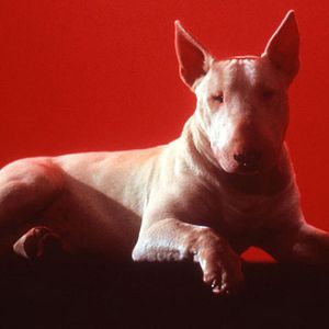 Bilder Bell mir das Lied vom Tod