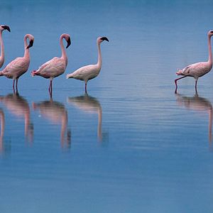 Bilder Das Geheimnis der Flamingos