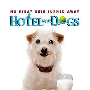 Bilder Das Hundehotel