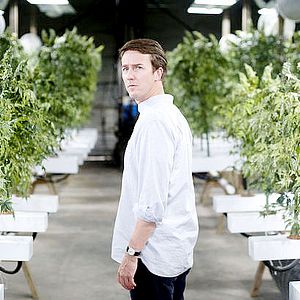 Bilder Leaves of Grass