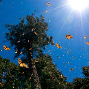 Bilder Louie Schwartzberg