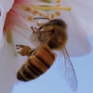 Bilder Louie Schwartzberg