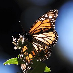 Bilder Louie Schwartzberg