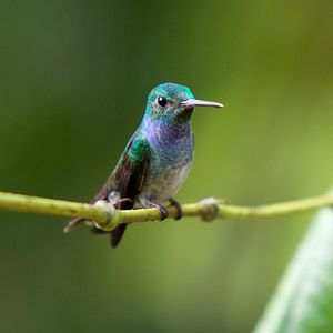 Bilder Louie Schwartzberg